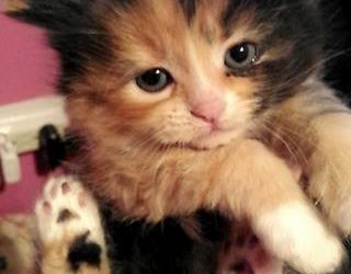 ma chatte ti-mousse