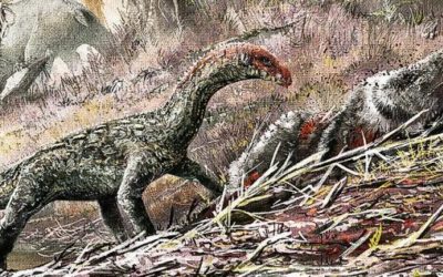 teleocrater rhadinus