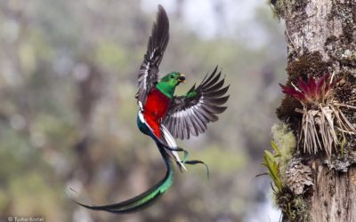 quetzal